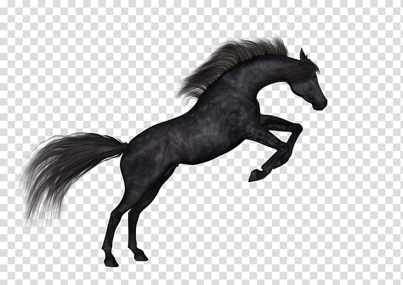 Free Resource Black Arab, black rearing stallion horse transparent background PNG clipart
