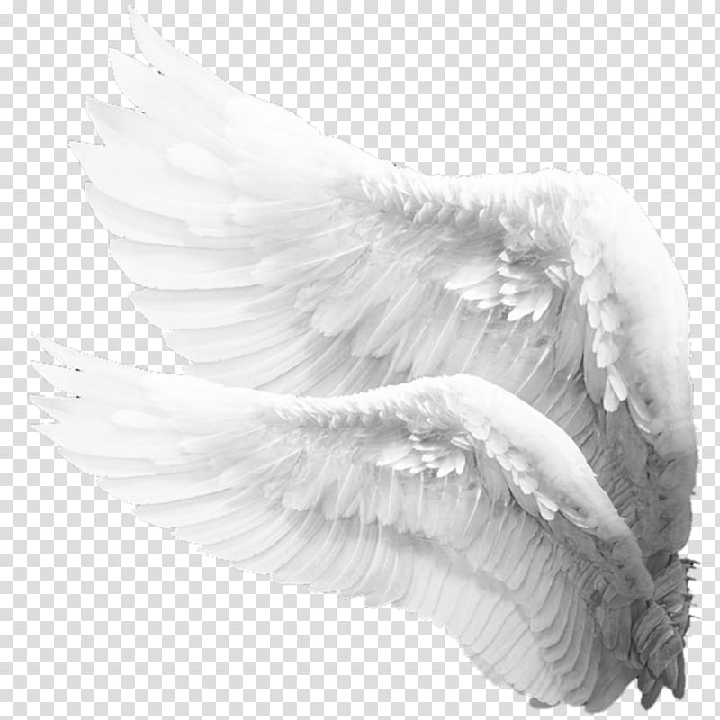 Picsart, Angel, Timelapse , Video, Painting, Black And White
, Wing, Feather transparent background PNG clipart