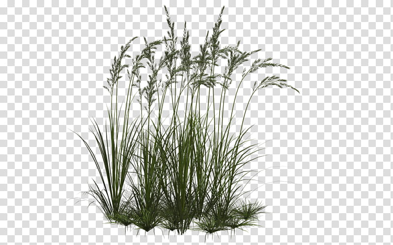 Grass, view of green grasses transparent background PNG clipart