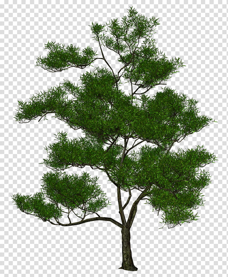 Red Tree, 3D Computer Graphics, 3D Rendering, 3D Printing, Plant, Woody Plant, White Pine, Branch transparent background PNG clipart