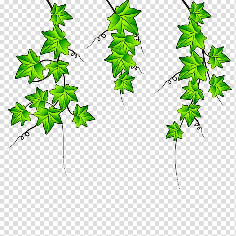 Ivy, Leaf, Green, Plant, Flower, Tree, Plant Stem, Branch transparent background PNG clipart
