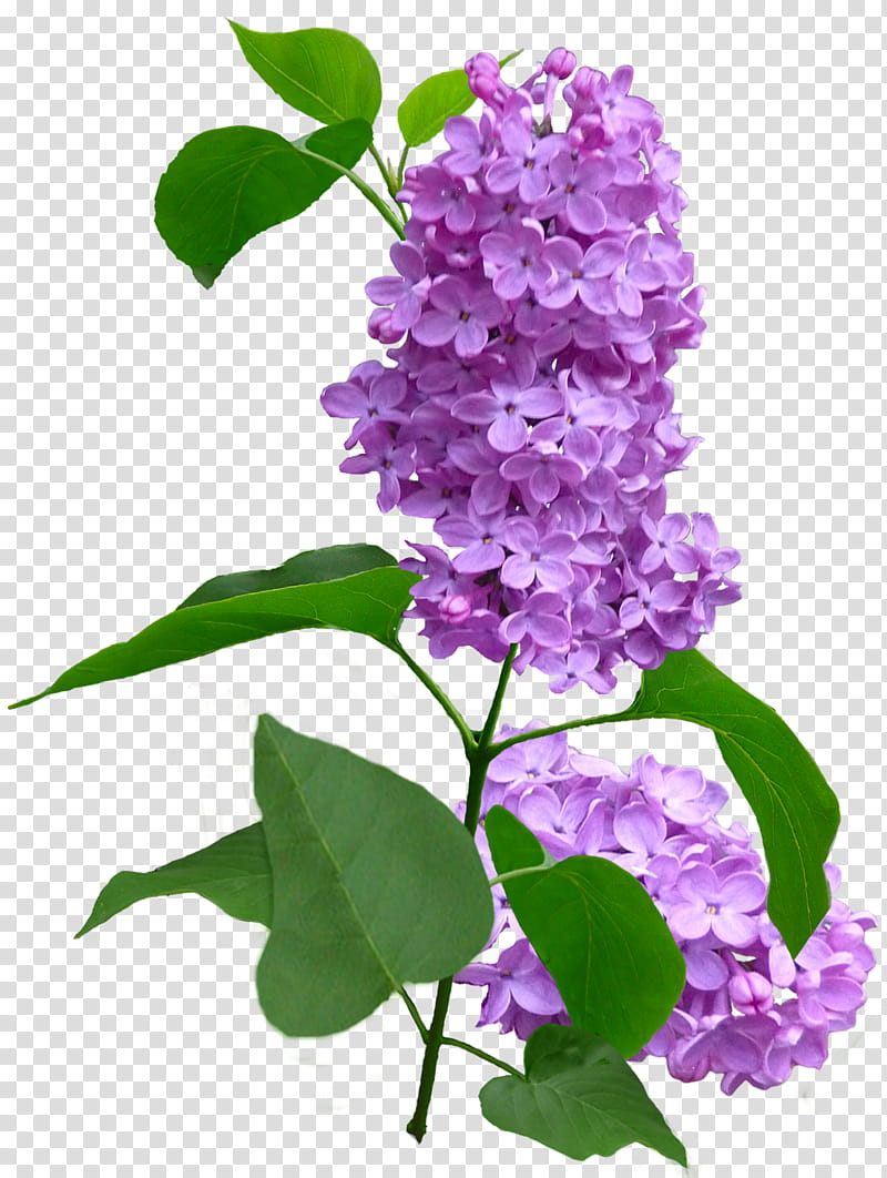 Lilac Flower, pink-petaled flowers with leaves transparent background PNG clipart
