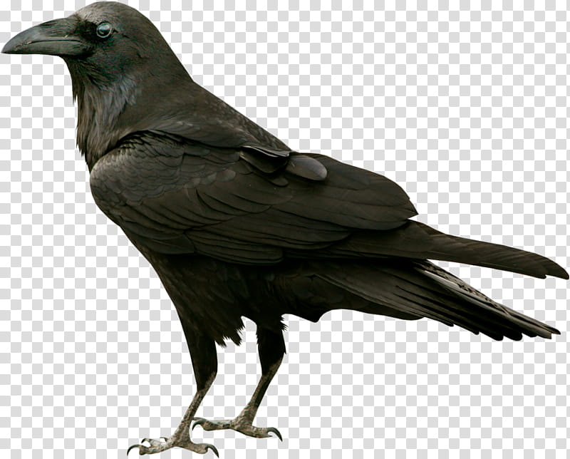 Black raven on a background, black crow transparent background PNG clipart