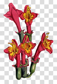 fire red flowers transparent background PNG clipart