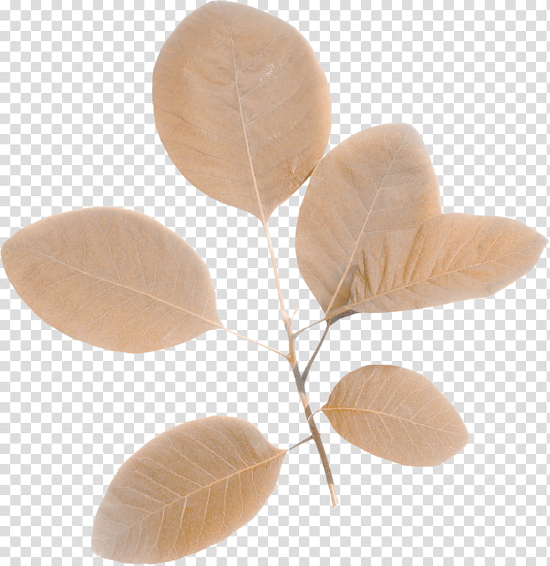 brown leaves transparent background PNG clipart