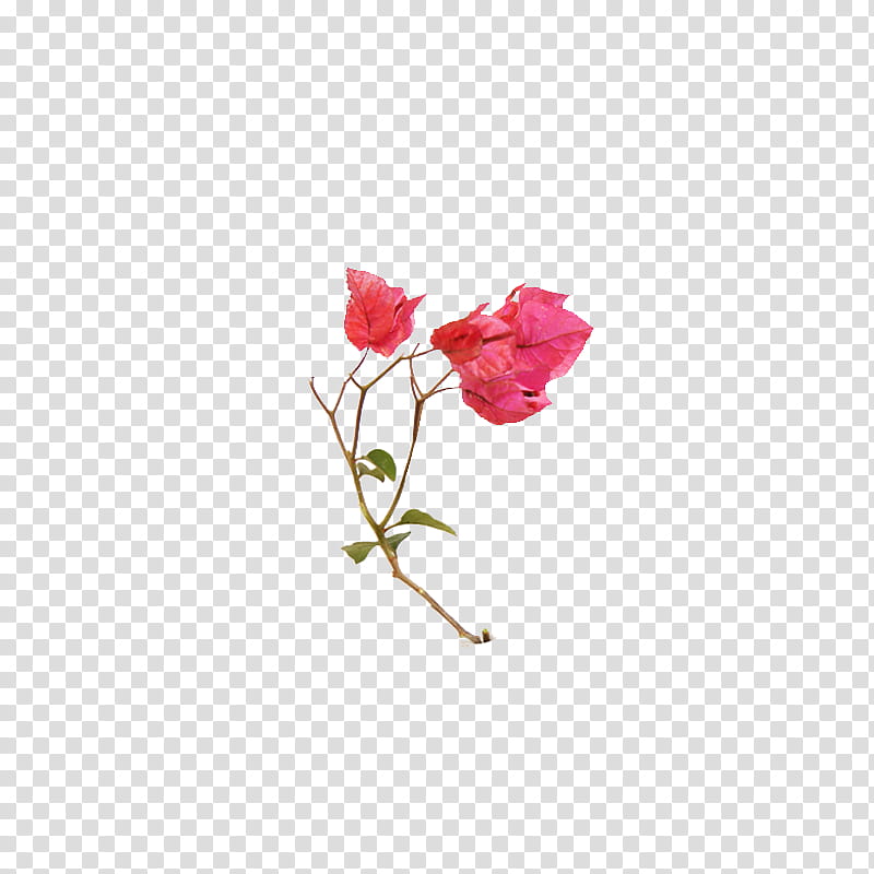 Pink Flower, Bougainvillea Spectabilis, Bougainvillea Glabra, Petal, Bud, Cut Flowers, Carnation, Plants transparent background PNG clipart