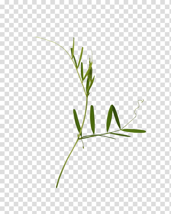 Grass, Twig, Plant Stem, Grasses, Leaf, Plants, Elymus Repens, Grass Family transparent background PNG clipart