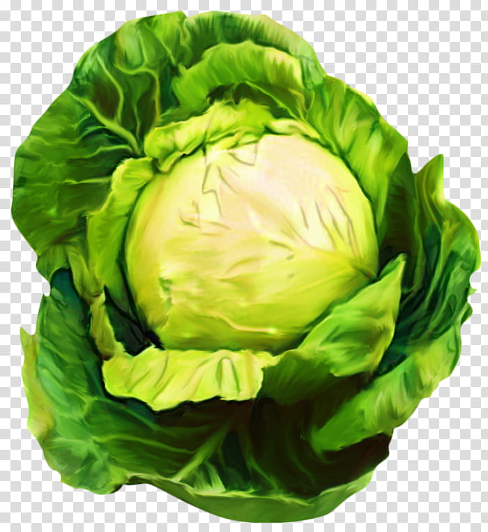 Green Leaf, Cabbage, Red Cabbage, Malfouf Salad, Vegetable, Cauliflower, Savoy Cabbage, Food transparent background PNG clipart