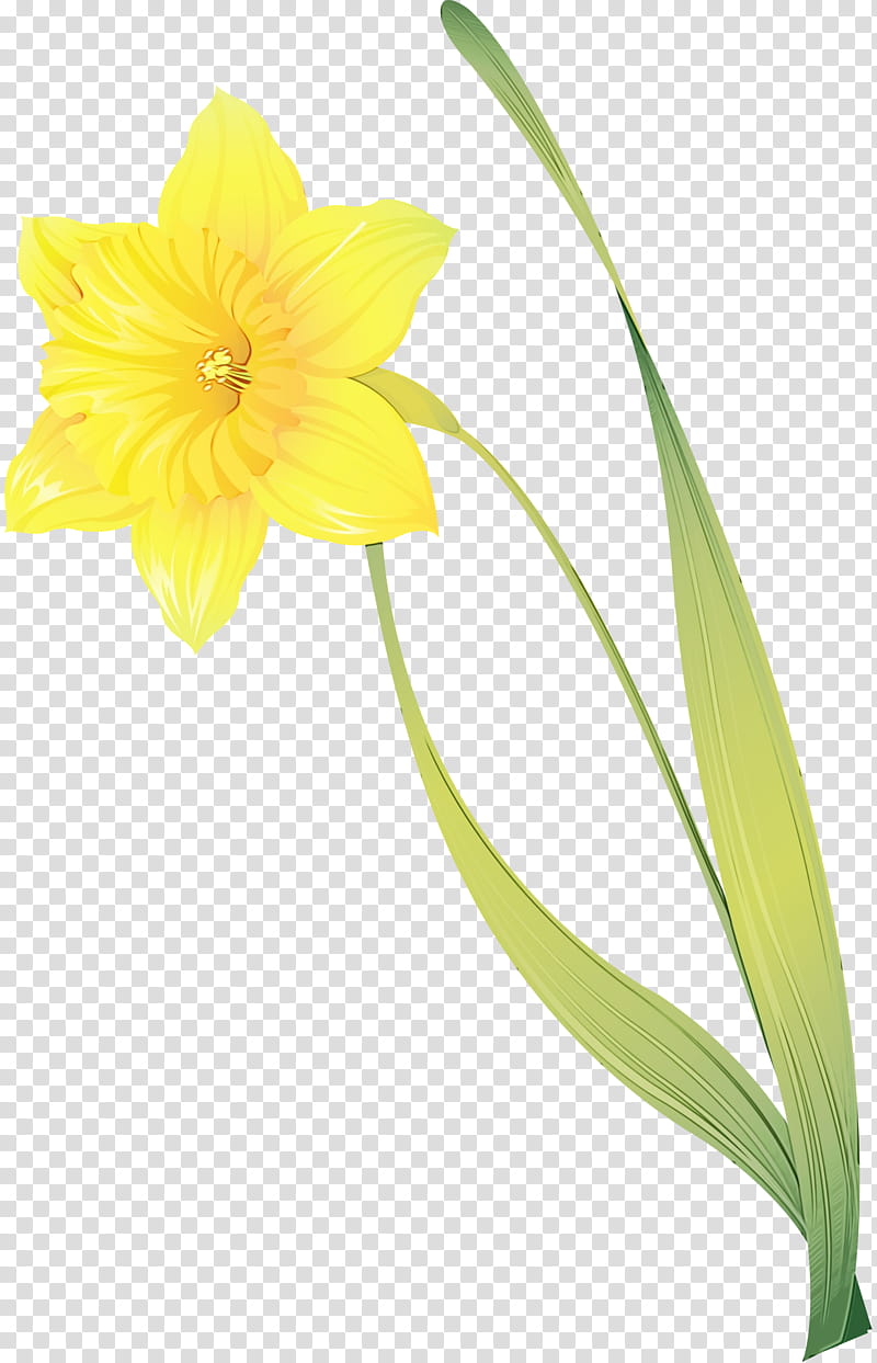Drawing Of Family, Daffodil, Flower, No, Yellow, He, Cut Flowers, Ha transparent background PNG clipart