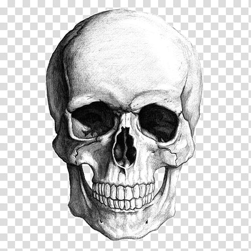 Skull s, human skull sketch transparent background PNG clipart