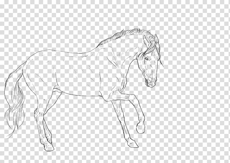 The Angry Stallion Grey Scale and Lineart, black horse sketch transparent background PNG clipart
