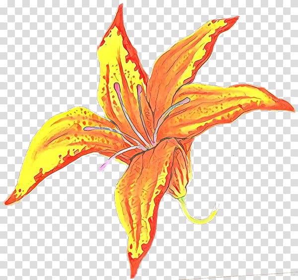 Orange, Plant, Flower, Leaf, Petal, Daylily, Yellow Canada Lily transparent background PNG clipart