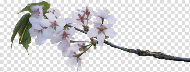 Cherry Blossom Tree, Twig, Flower, Branch, Plants, Encapsulated PostScript, Apple, Cut Flowers transparent background PNG clipart
