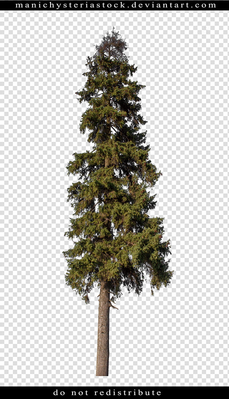 Fir tree Cut Out, tree illustration transparent background PNG clipart