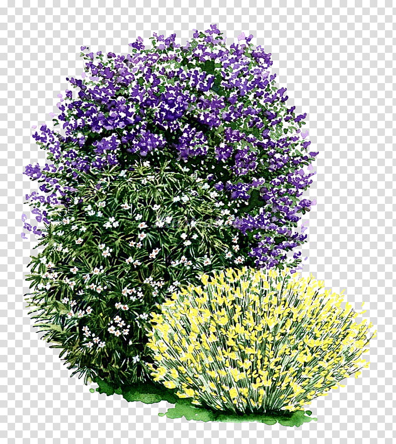 My Garden s, yellow, purple, and white petaled flower transparent background PNG clipart