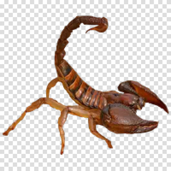 Scorpion Scorpion, Silhouette, Red Scorpion, Animal Figure, Arachnid, Insect, Pest transparent background PNG clipart