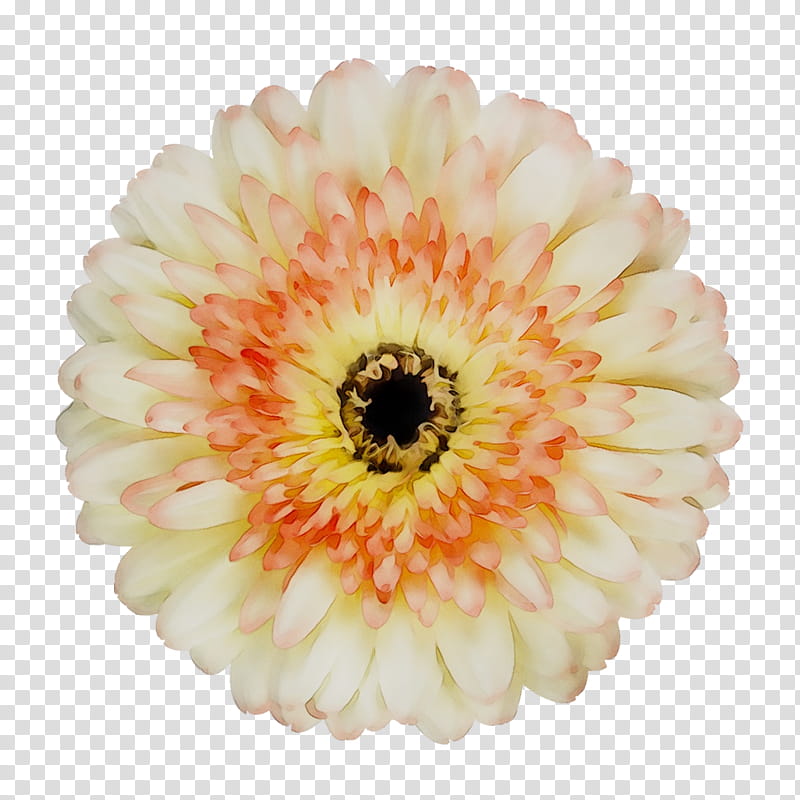 Flowers, Transvaal Daisy, Yellow, Cut Flowers, Gerbera, Barberton Daisy, Petal, Orange transparent background PNG clipart
