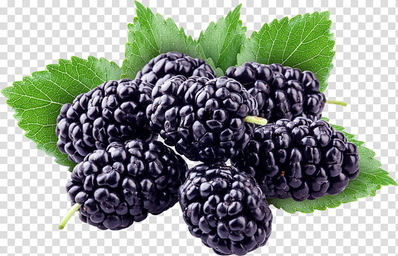 Grape, Boysenberry, Red Mulberry, Berries, Black Mulberry, Fruit, Blackberry, Loganberry transparent background PNG clipart