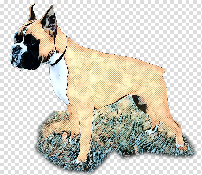 Bulldog, Boxer, Toy Bulldog, Valley Bulldog, Companion Dog, Breed, Snout, Groupm transparent background PNG clipart