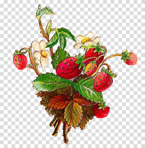 Harvest Time s, strawberry transparent background PNG clipart