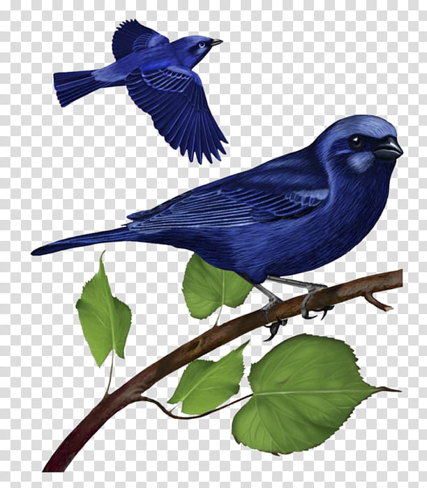 Duck, Bird, Drawing, Mountain Bluebird, Western Bluebird, Mandarin Duck, Bluebirds, Beak transparent background PNG clipart