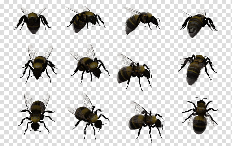 Bumble Bee Set , black and gray wasps transparent background PNG clipart