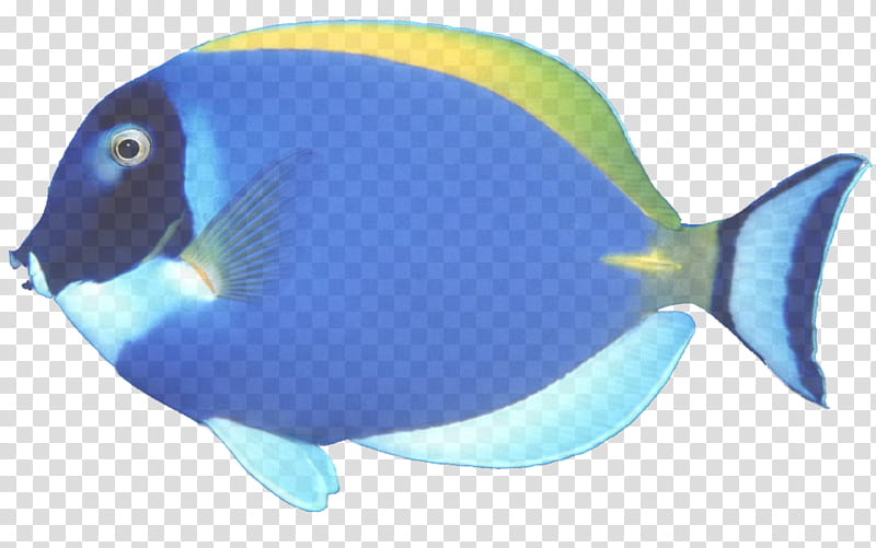 fish blue fish pomacentridae pomacanthidae, Fin, Marine Biology, Coral Reef Fish, Butterflyfish, Bonyfish transparent background PNG clipart