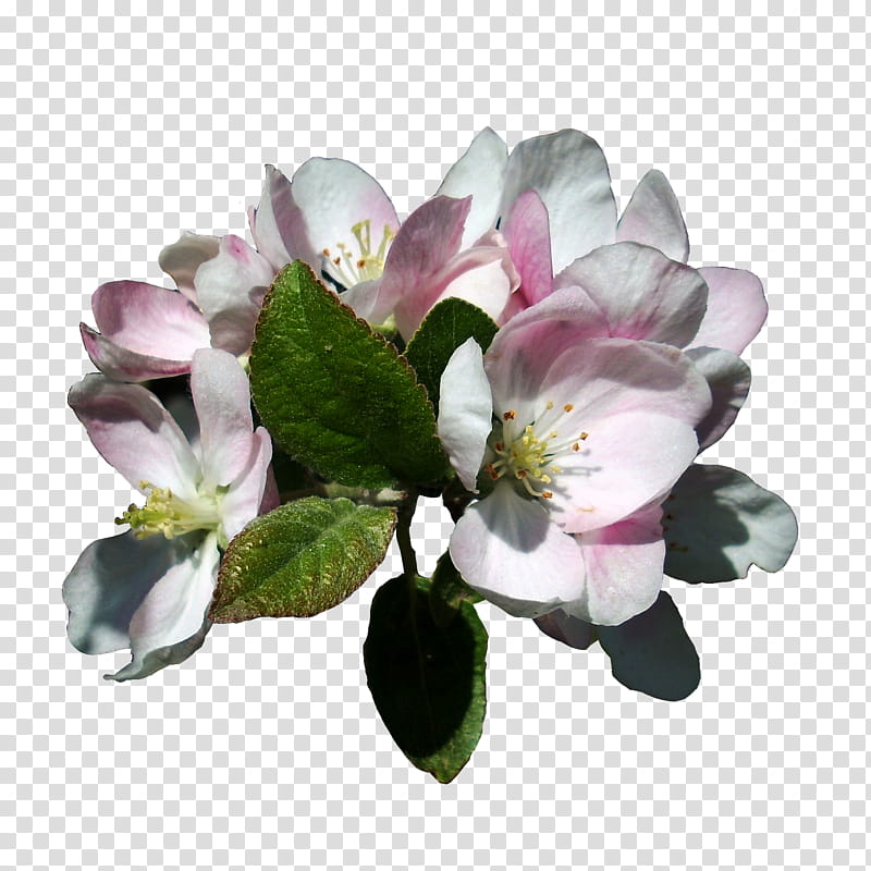 Apple Blossoms  Isolated, white and pink petaled flowers art transparent background PNG clipart