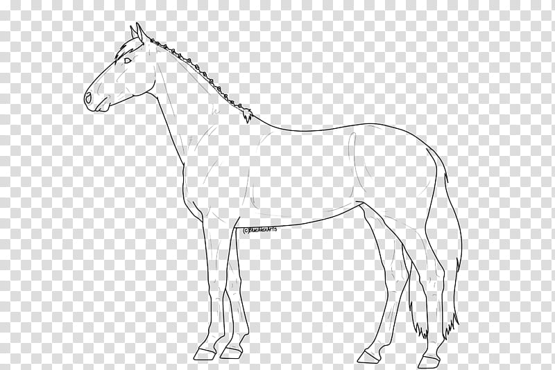 FREE TO USE LINEART Warmblood Mare transparent background PNG clipart