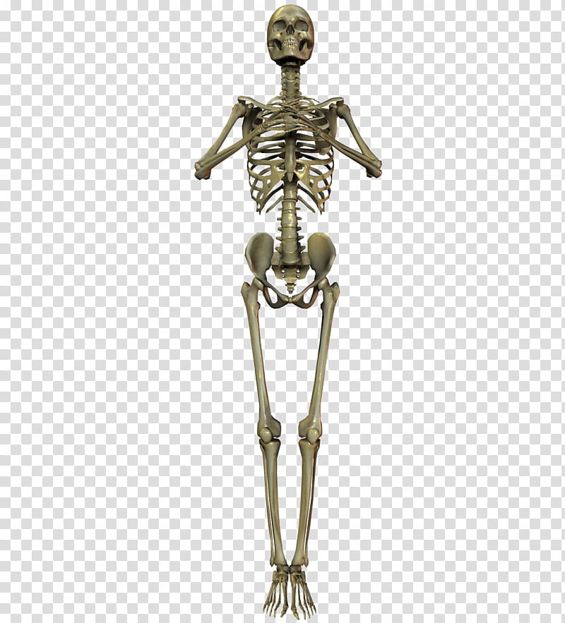 E S Skelleton IX, human skeleton transparent background PNG clipart
