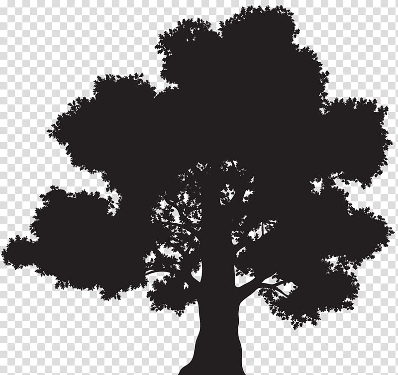 Oak Tree Silhouette, Crown, Drawing, Branch, White Oak Tree, Woody Plant, Leaf, Trunk transparent background PNG clipart