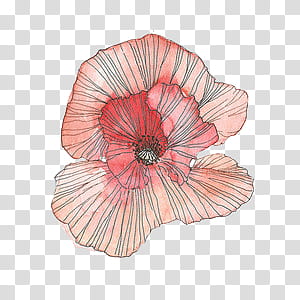 O, red and black poppy flower art transparent background PNG clipart