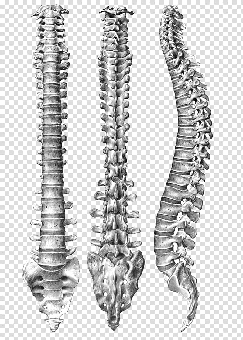 Spine, spinal cord illustration transparent background PNG clipart