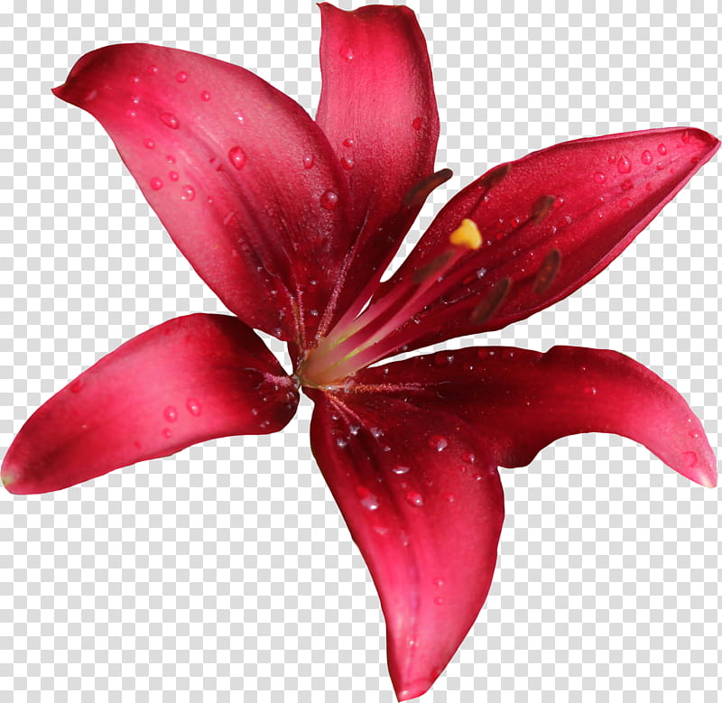Lilly , red lily flower in bloom transparent background PNG clipart