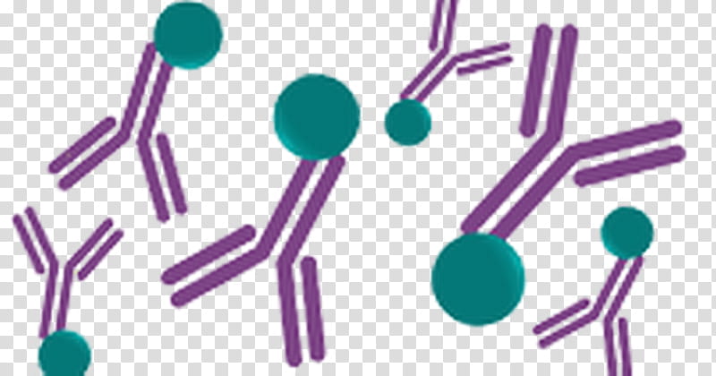 Keyhole Limpet Hemocyanin Purple, Immunogen, Antibody, Antigen, Immune System, Ovalbumin, Immunity, Protein transparent background PNG clipart