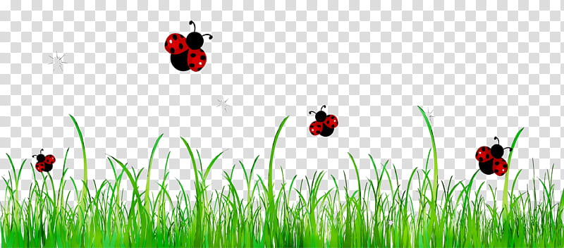 Green Grass, Grasses, Commodity, Computer, Sky, Lady Bird, Ladybug, Grass Family transparent background PNG clipart
