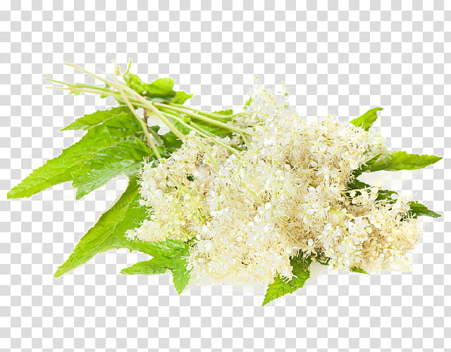 Rice, Meadowsweet, Herb, Medicine, Health, Medicinal Plants, Heartburn, Extract transparent background PNG clipart