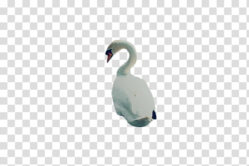 {Resources #} , white duck transparent background PNG clipart