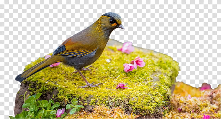 Dog And Cat, Bird, Animal, Parrot, Desktop Metaphor, Nature, Widescreen, Bird Nest transparent background PNG clipart