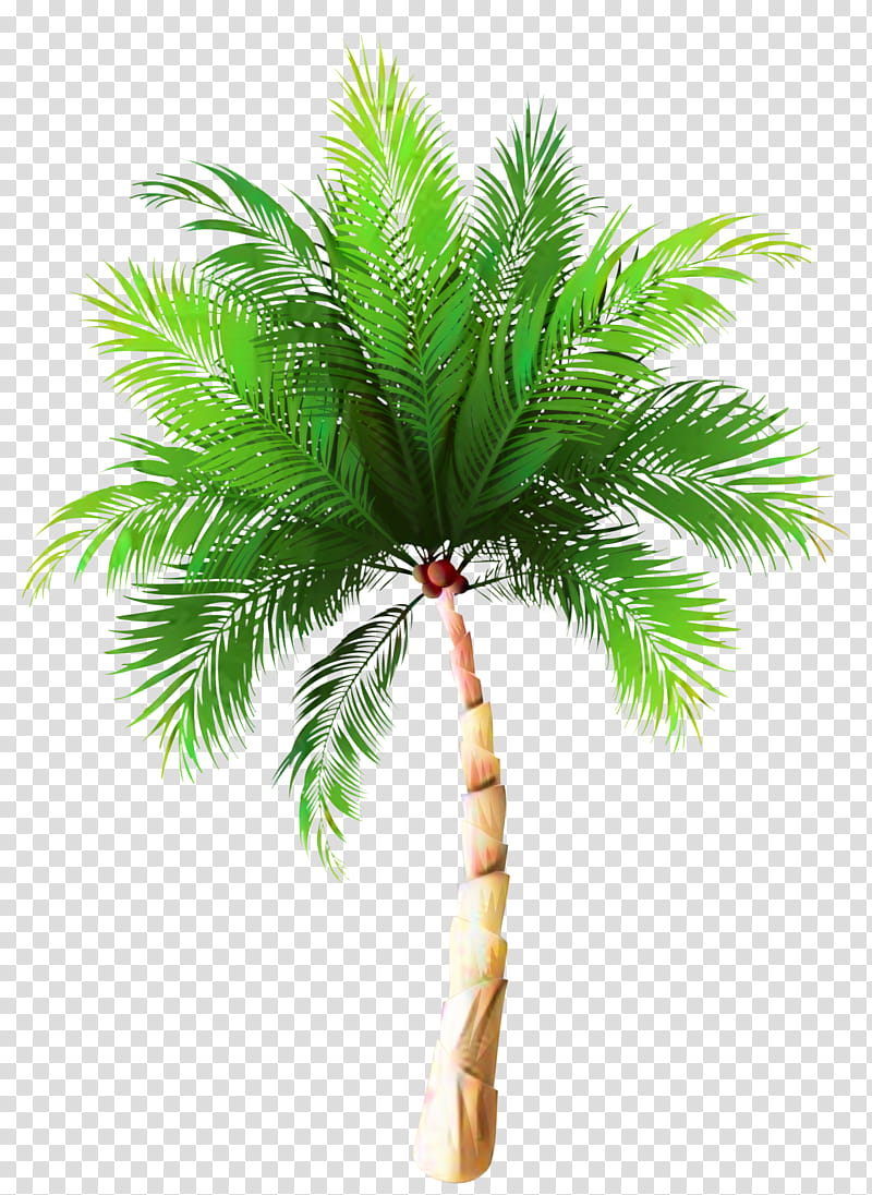 Coconut Leaf Drawing, Palm Trees, Asian Palmyra Palm, Sabal Palm, Plants, Arecales, Desert Palm, Sabal Palmetto transparent background PNG clipart