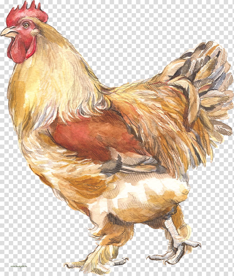 Galinha Pintadinha, Chicken, Rooster, Poultry, Wine, Drawing, Borboletinha, Chicken Run transparent background PNG clipart