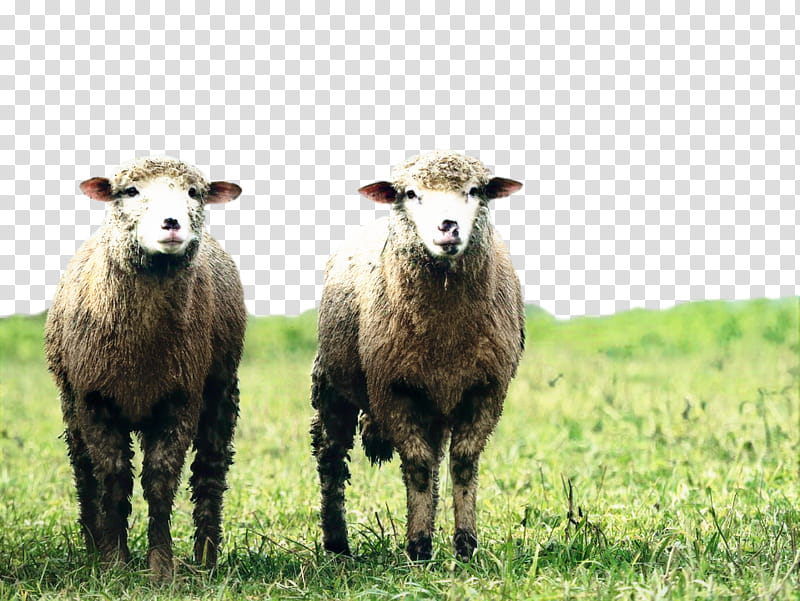 Goat, Blackhead Persian Sheep, Agriculture, Wool, Animal Husbandry, Live, Herd, Pasture transparent background PNG clipart