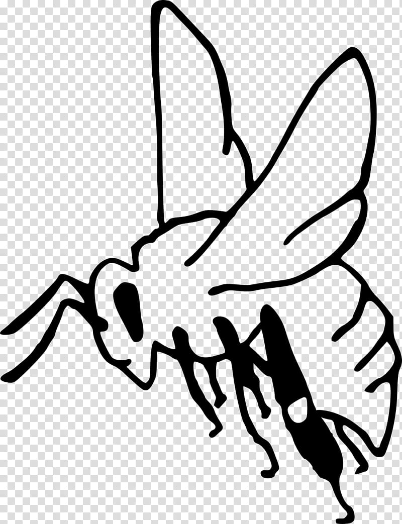 Cartoon Bee, Western Honey Bee, Insect, Pollination, Drawing, Beekeeping, White, Line Art transparent background PNG clipart