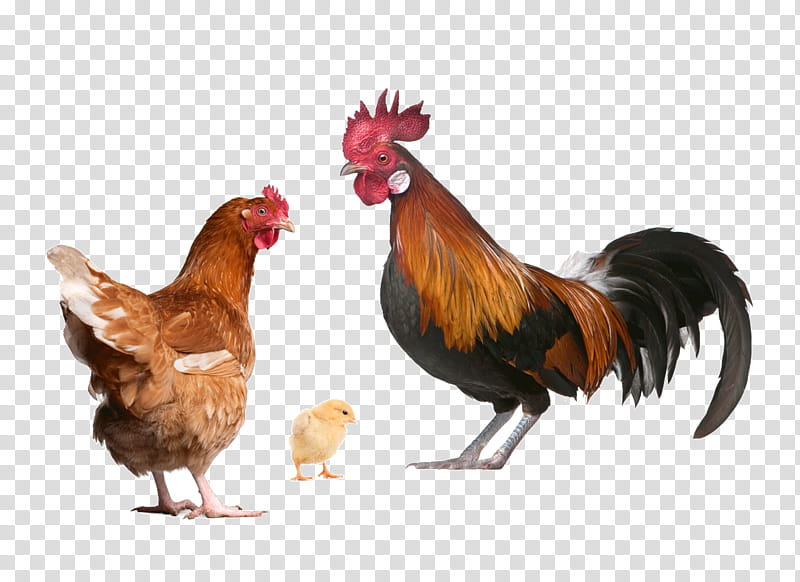 Egg, Chicken, Poultry, Poultry Farming, Urban Chicken, Rooster, Chicken Coop, Food transparent background PNG clipart