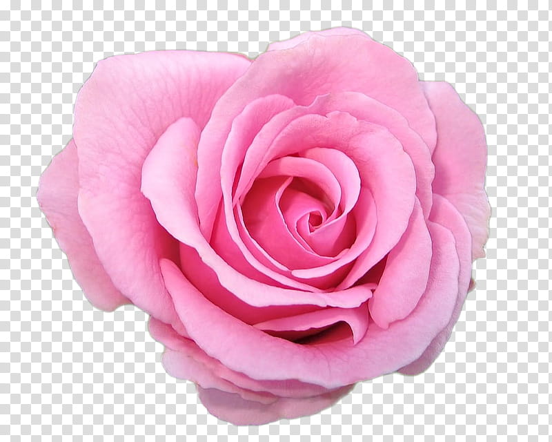 Roses, pink rose in bloom transparent background PNG clipart
