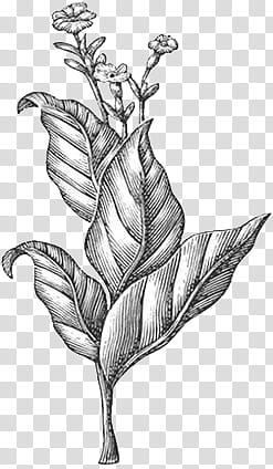 B and W, plant sketch transparent background PNG clipart