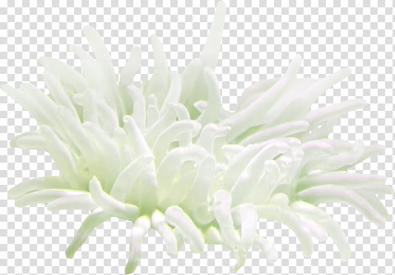Flowers, Jellyfish, Coral, Sea Anemone, Animal, Aquatic Animal, White, Cut Flowers transparent background PNG clipart