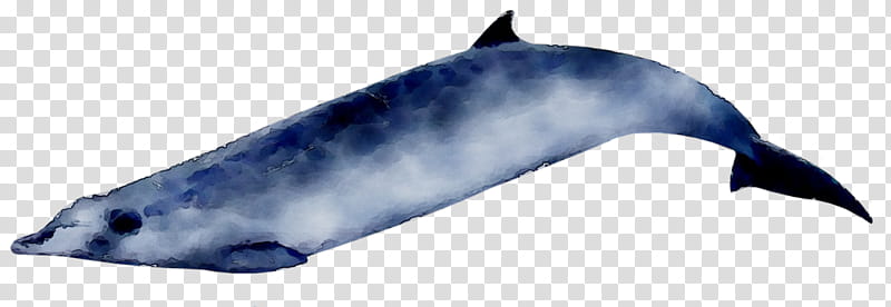 Whale, Porpoise, Ginkgotoothed Beaked Whale, Dolphin, Whales, Animal, Maidenhair Tree, Baikecom transparent background PNG clipart