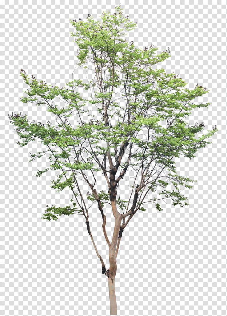 Architecture Tree, Drawing, Landscape Architecture, White Poplar, Plants, Cottonwood, Woody Plant, Branch transparent background PNG clipart