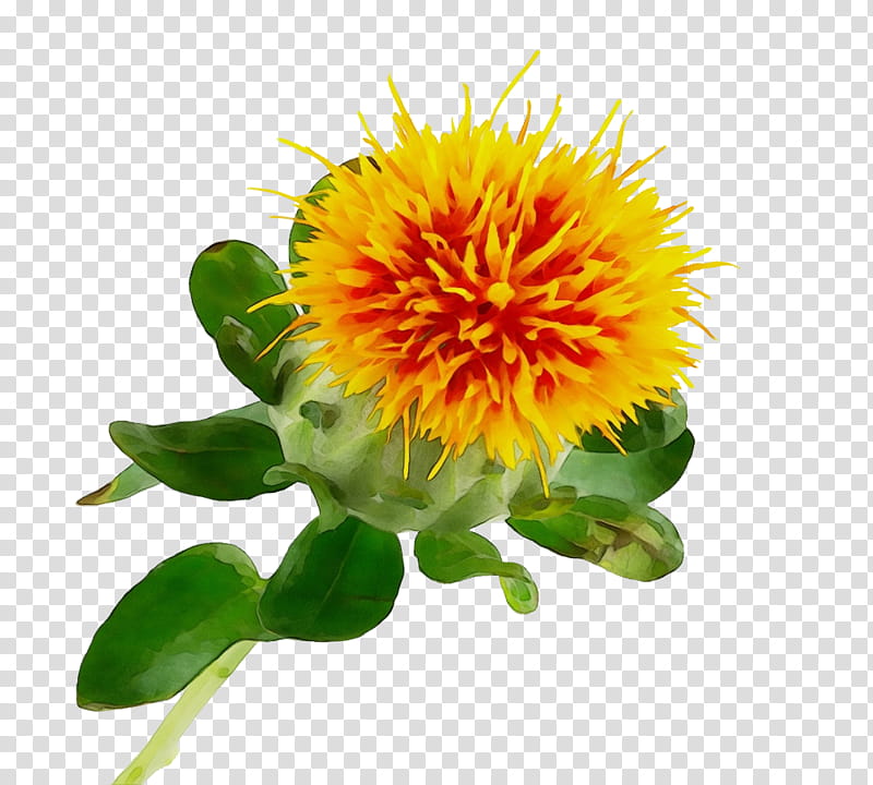 flower plant yellow safflower petal, Watercolor, Paint, Wet Ink, Distaff Thistles, Herbaceous Plant, Wildflower transparent background PNG clipart